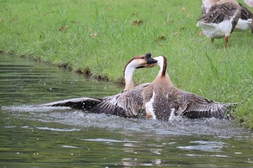 Geese Wrestling in Water: Two domestic geese engage in a playful wrestling match near the water's edge, splashing and flapping their wings amidst lush green grass. © Putt_Sanplee