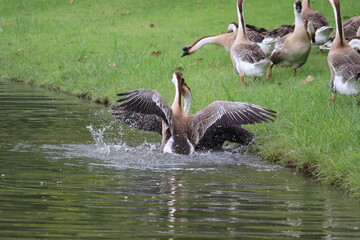 Geese Splashing at the Water's Edge: A lively scene unfolds as a group of geese congregates by a tranquil pond, with one goose joyfully splashing its wings in the cool water. © Putt_Sanplee