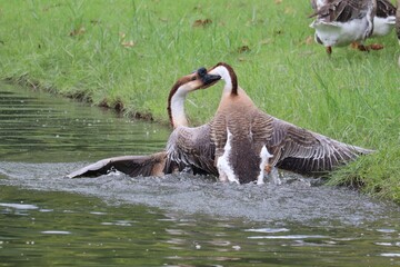A Pair of Geese in the Water: Two geese are interacting in the water, with one appearing to nip the other on the neck. Their wings are outstretched and they are surrounded by green grass. © Putt_Sanplee