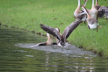 A Geese Fight for Dominance in a Pond: Two geese engage in an intense struggle for dominance at the edge of a pond, their wings spread wide amidst the splashing water. © Putt_Sanplee