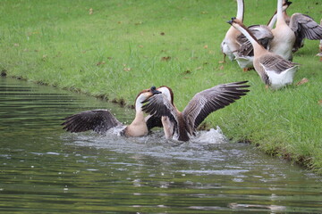 Geese Fight at Pond Edge: Two geese engage in a fierce territorial dispute at the edge of a calm pond, wings outstretched and bodies flailing amidst the splashing water. © Putt_Sanplee