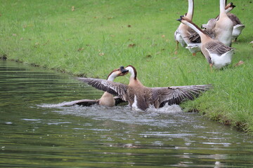 Goose territorial dispute: Two geese engage in a heated dispute on the edge of a pond, with one bird flapping its wings defensively while the other lunges forward. © Putt_Sanplee