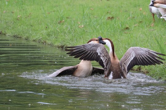 Geese Squabble by the Pond: Two geese engage in a playful tussle at the edge of a pond, their wings spread wide amidst the splashing water.