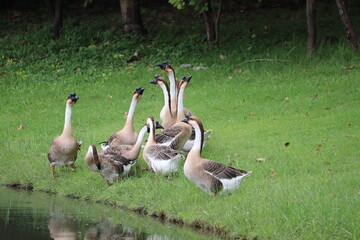 A Flock of Geese by the Water's Edge: A group of domestic geese gathers near a tranquil body of water. © Putt_Sanplee