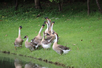 A Flock of Geese by the Water's Edge: A gathering of geese stands on the grassy bank of a body of water, their long necks extended as they converse or observe their surroundings. © Putt_Sanplee