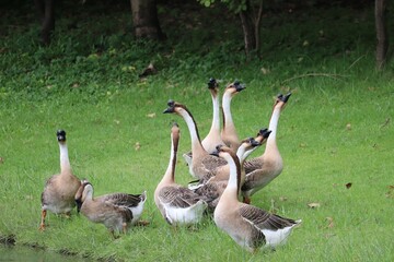 A Gaggle of Geese: A charming flock of domestic geese gathers near the water's edge, their long necks extended as they communicate amongst themselves in the soft morning light. © Putt_Sanplee