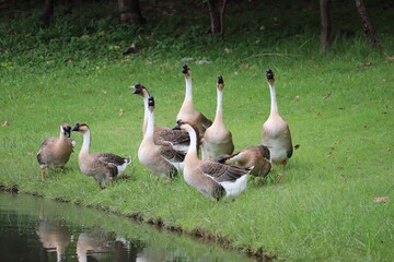 A Flock of Geese by the Water: A group of domestic geese gather on a grassy bank beside a calm body of water, their reflections visible in the still surface. © Putt_Sanplee