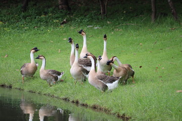 Flock of Geese by the Water: A group of domestic geese stand on a grassy bank beside a calm body of water, their long necks held high as they survey their surroundings. © Putt_Sanplee