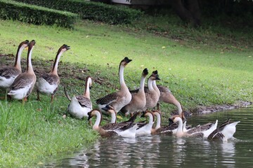 Flock of Geese by the Water: A serene gathering of geese, their graceful necks extended, stands on the lush green bank of a tranquil pond, some venturing into the cool water. © Putt_Sanplee
