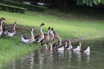 A Flock of Geese by the Water: A charming group of geese congregates at the edge of a tranquil lake, with some wading in the clear water while others stand on the grassy bank. © Putt_Sanplee