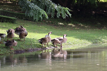 A Flock of Geese by the Lake: Several geese gather on the grassy bank of a serene lake, with lush green foliage overhead. Their reflections shimmer on the calm water. © Putt_Sanplee