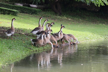 Geese Gather by the Pond: A flock of geese, a mix of adult and young birds, congregates along the grassy bank of a calm pond, with some dipping their heads towards the water's surface. © Putt_Sanplee