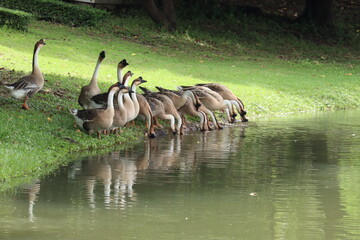 A Flock of Geese at the Water's Edge: A group of geese stands on the grassy bank of a lake, some drinking from the clear water while others observe. © Putt_Sanplee