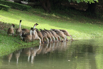 Geese Hydrating at Lakeside: A flock of geese gathers along the grassy bank of a tranquil lake, diligently drinking water and reflecting on the serene surface of the water. © Putt_Sanplee