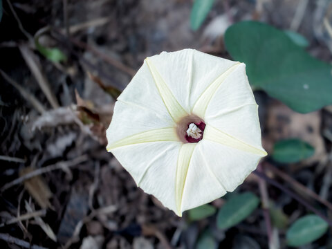 White ipomoea obscura morning glory