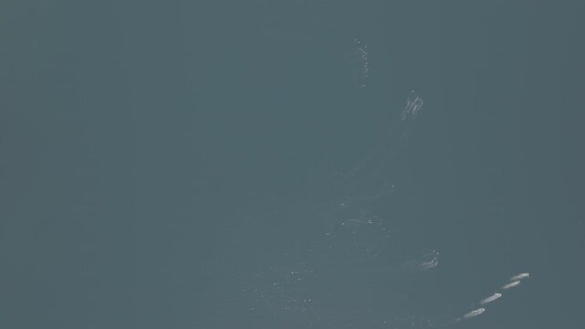 Aerial view of humpback whales surfacing in calm coastal water in the Great Bear Rainforest &mdash; whale rolling at the surface