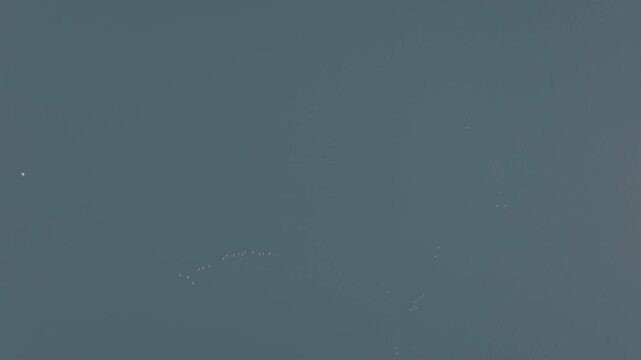 Aerial view of humpback whales surfacing in calm coastal water in the Great Bear Rainforest &mdash; whales cruising below the surface