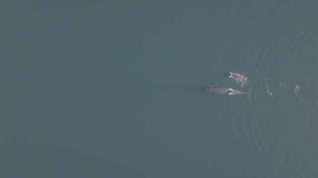 Aerial view of humpback whales surfacing in calm coastal water in the Great Bear Rainforest &mdash; close pass over a surfacing whale