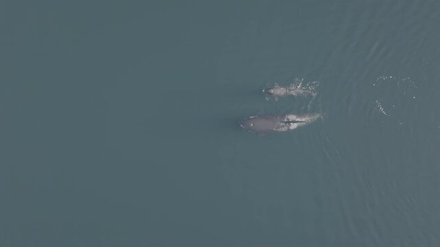 Aerial view of humpback whales surfacing in calm coastal water in the Great Bear Rainforest &mdash; whales moving through glassy water