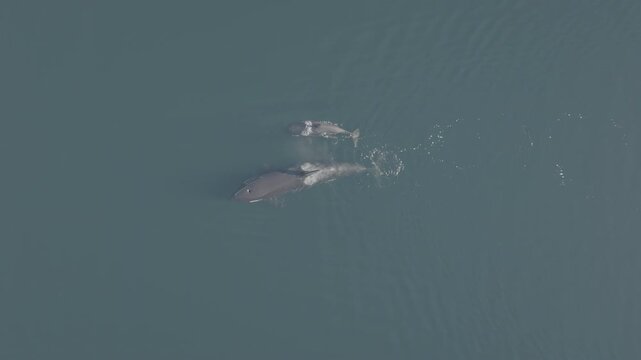 Aerial view of humpback whales surfacing in calm coastal water in the Great Bear Rainforest &mdash; wide view of whales in open water