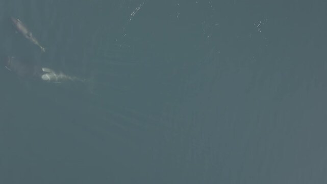 Aerial view of humpback whales surfacing in calm coastal water in the Great Bear Rainforest &mdash; whale diving beneath the surface