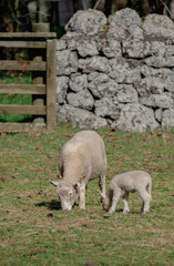 Mother sheep and lamb grazing peacefully in a grassy field near a stone wall © agcreationsnz