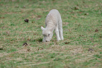 Young fluffy lamb grazing in a grassy field on a spring day © agcreationsnz