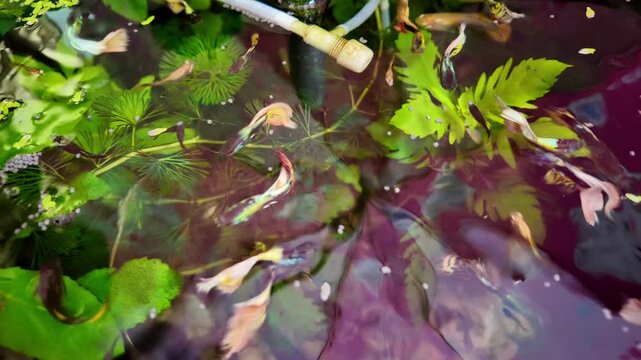 Guppies are swimming in the fish bowl