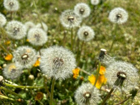 dandelions in the grass