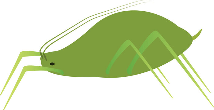Aphid insect vector illustration isolated on a clean background, suitable for agricultural and botanical content.