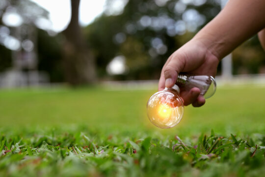 Light bulbs that grow, in the concept of energy in nature.