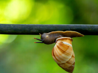 Tropical Land Snail Crawling Upside Down on Wire  © YEVGENIY