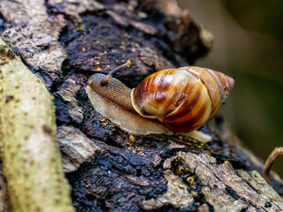 Tropical Land Snail Crawling Across Fallen Tree Trunk © YEVGENIY
