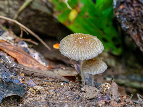 Pleated Inkcap Mushrooms Growing After Rain