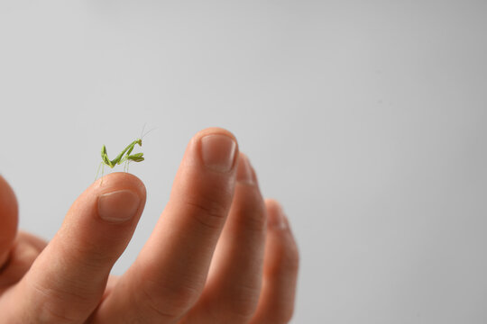 Biodiversity and environmental conservation, tiny green praying mantis insect resting on a human finger as a symbol of nature connection and wildlife