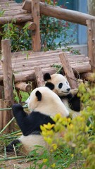 portrait of two giant panda having a date in the afternoon, panda enjoying the day in outdoor during spring season © ElizabethGo