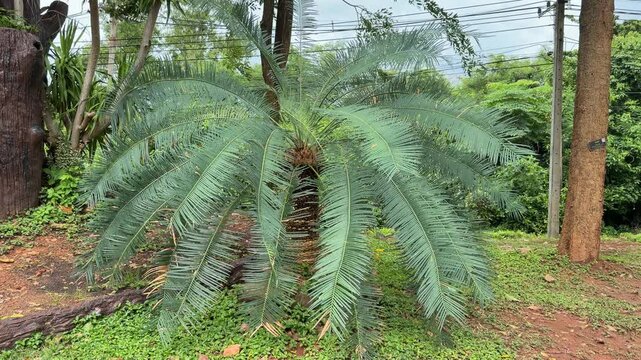 Exotic Cycad Palm Growing in Tropical Garden Outdoor Environment