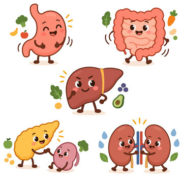 Human Organs Illustration Promoting Healthy Nutrition and Well Being