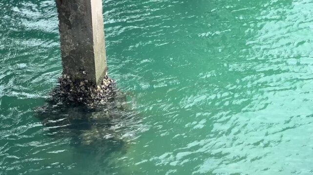 Clear Turquoise Tropical Ocean Water Flowing Around a Concrete Pier Piling