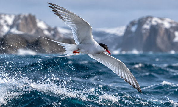 Arctic tern flying over a rough ocean with mountains