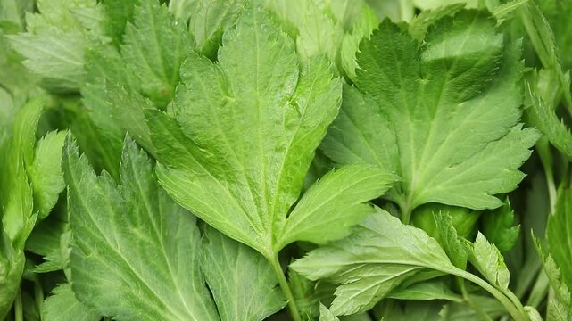A pile of fresh white mugwort leaves (Duck foot vegetable) slowly rotating. Top view shot
