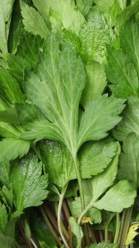 A pile of fresh white mugwort leaves (Duck foot vegetable) slowly rotating. Top view shot