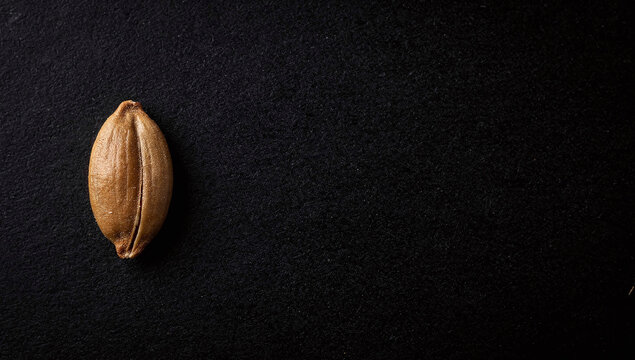 A single grain of wheat or cereal seed on a dark textured background