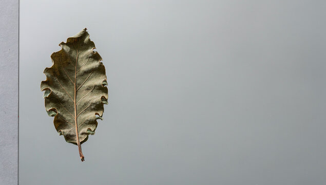 A dried withered autumn oak leaf on a clean light grey background