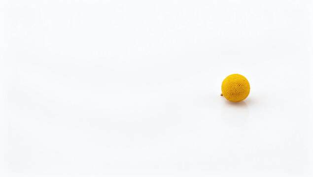 A single yellow craspedia or billy buttons flower head on a clean white background