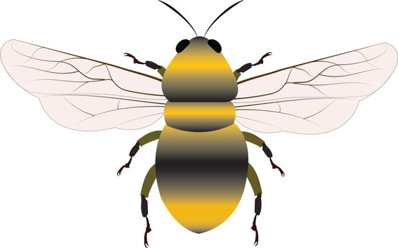 This bee illustration is suitable for educational, agricultural, environmental, and commercial design projects.