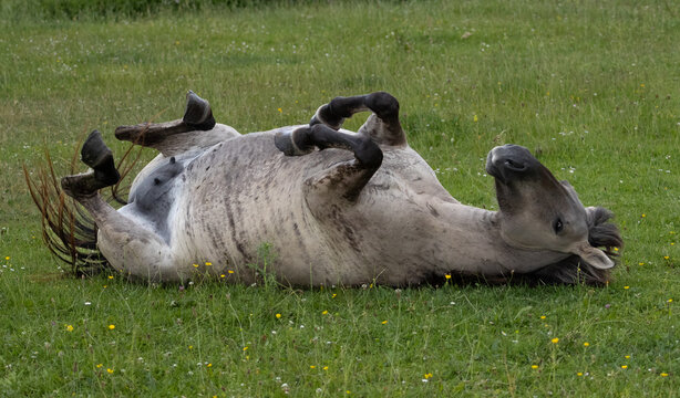 Wild horse laying on his back