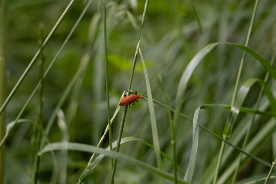 Big red insect between the longgrass