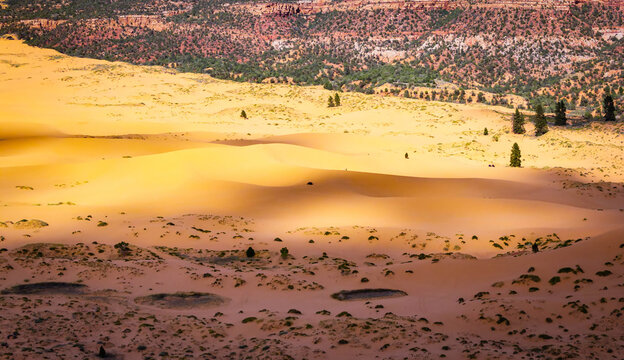 Sunset light glows across Coral Pink Sand Dunes in Utah