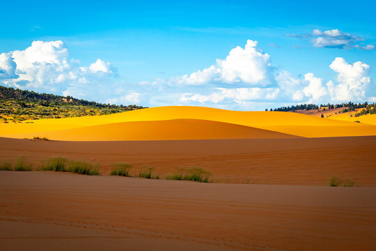 Golden sunlight illuminates undulating Coral Pink Sand Dunes in Utah